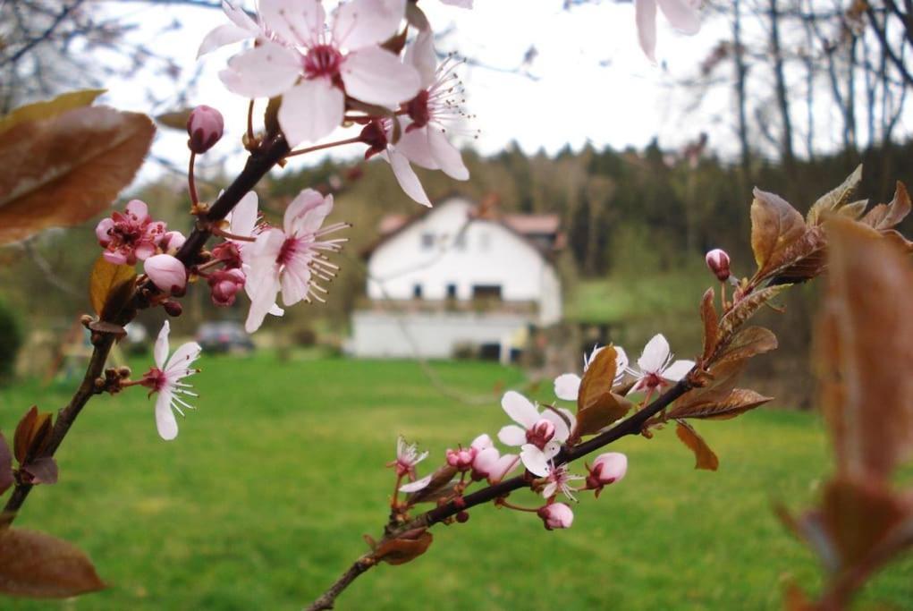 Wald-Apartment Limabach - Oberfrohna المظهر الخارجي الصورة